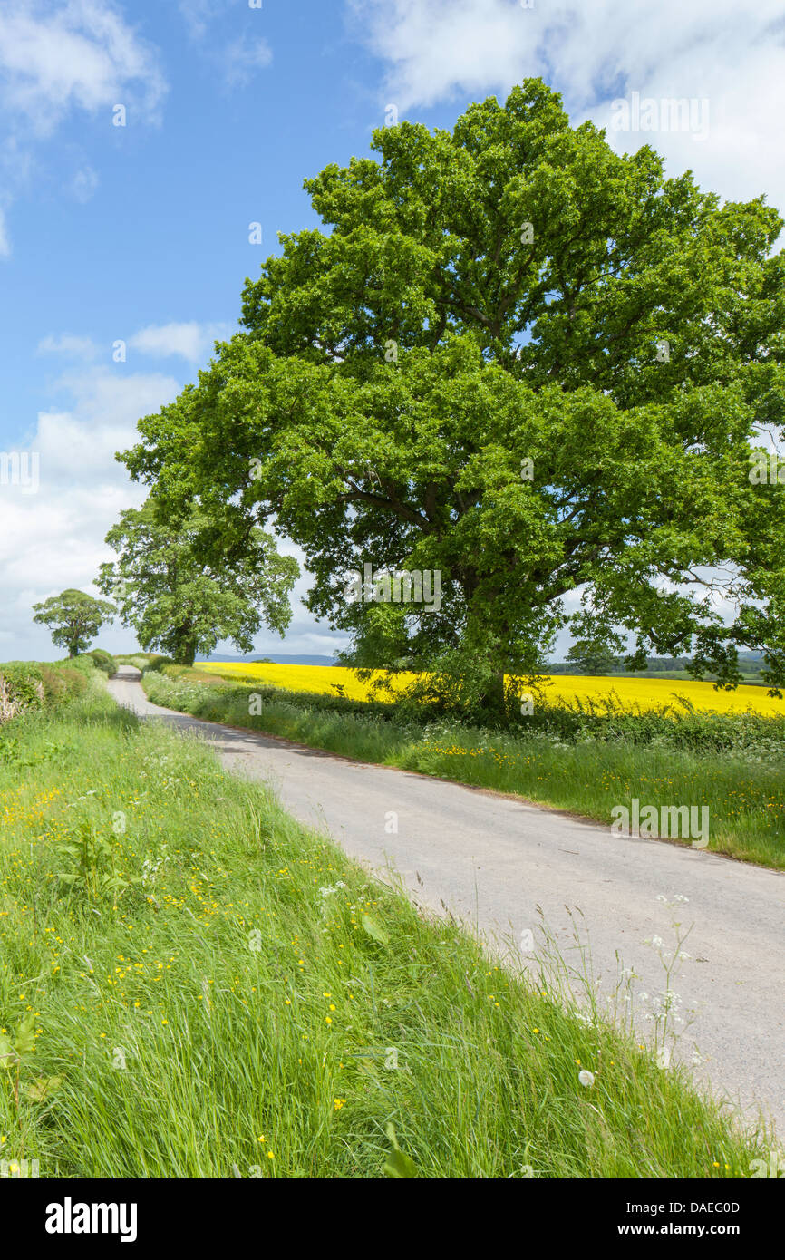 Shropshire vicolo del paese in primavera, England, Regno Unito Foto Stock