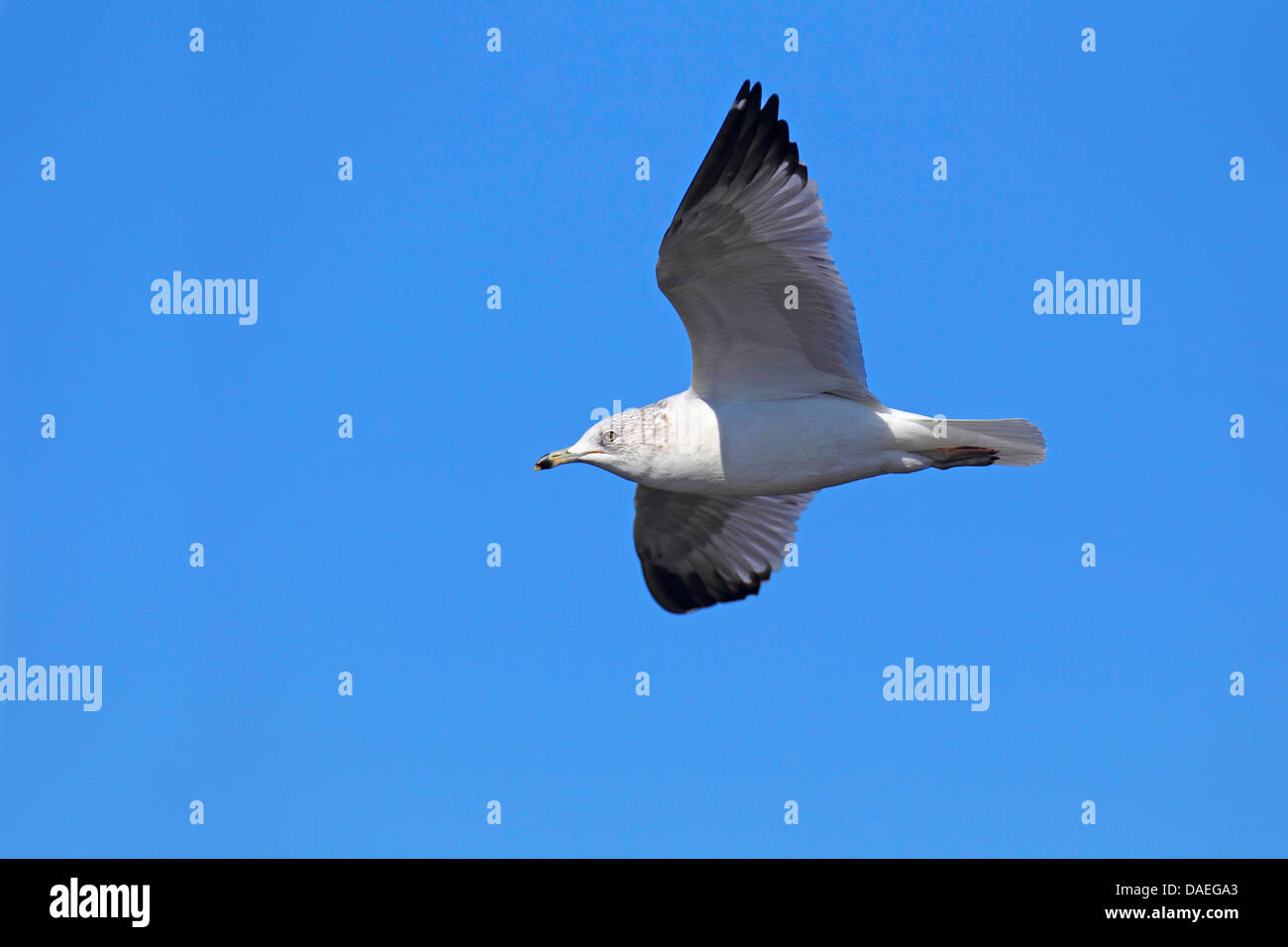 Anello-fatturati gabbiano (Larus delawarensis), flying , STATI UNITI, Florida, Merritt Island Foto Stock