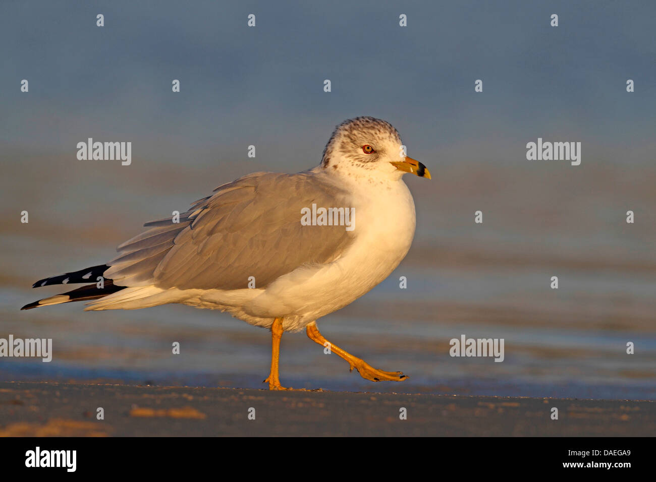 Anello-fatturati gabbiano (Larus delawarensis), passeggiate in mudflat, STATI UNITI D'AMERICA, Florida Foto Stock