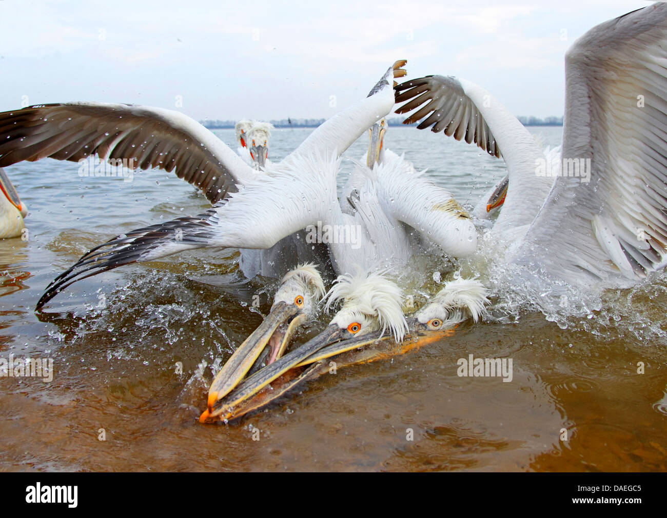 Pellicano dalmata (Pelecanus crispus), pellicani dalmata tentare di catturare un pesce, Grecia, il lago di Kerkini Foto Stock