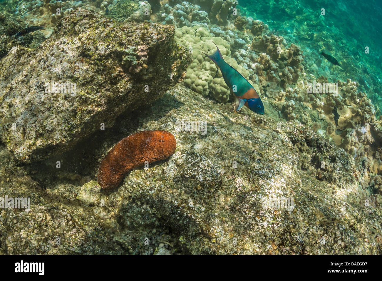 Sella, Wrasse Thalassoma duperrey e paffuto cetriolo marittimo, Actinopyga obesa, nel Kapoho pozze di marea, Big Island delle Hawaii, Foto Stock