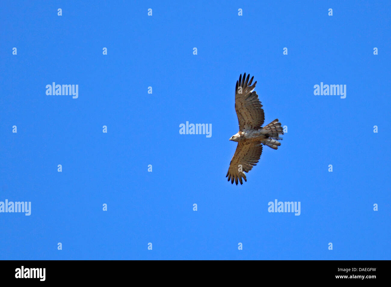 Short-toed eagle (Circaetus gallicus), impennata, Grecia, Lesbo Foto Stock