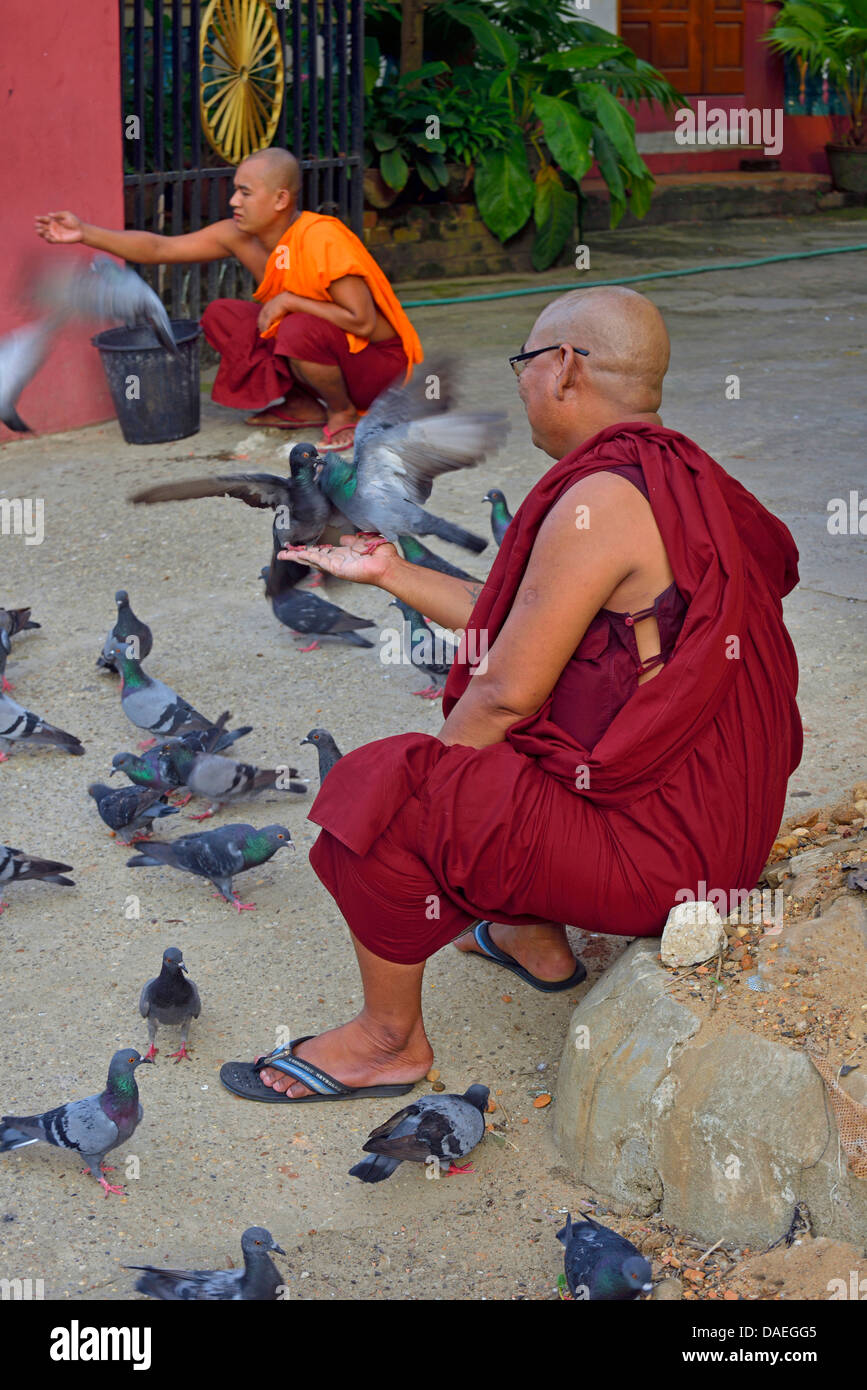 I monaci di piccione di alimentazione nei pressi di Shwedagon pagoda, Birmania, Shan-Staat, Yangon Foto Stock