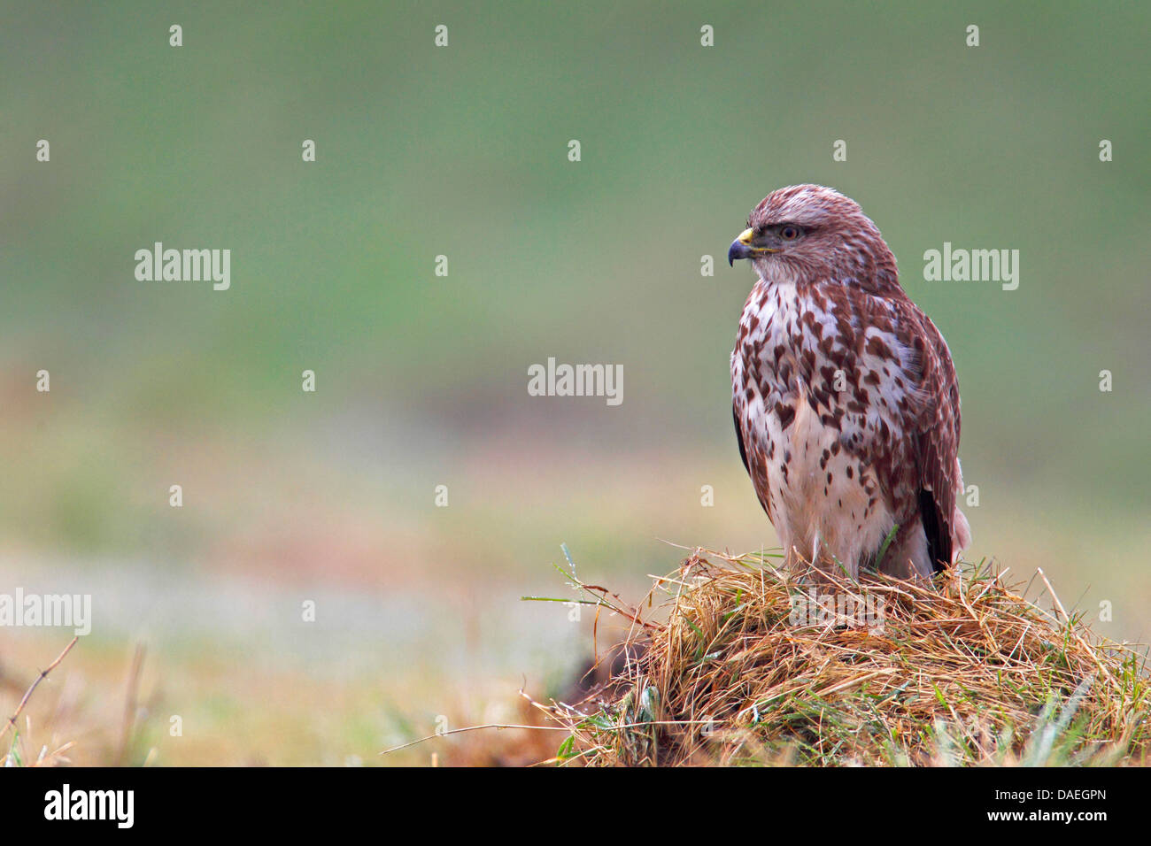 Eurasian poiana (Buteo buteo), poiana seduto a un mucchio di paglia, Paesi Bassi Zeeland Foto Stock