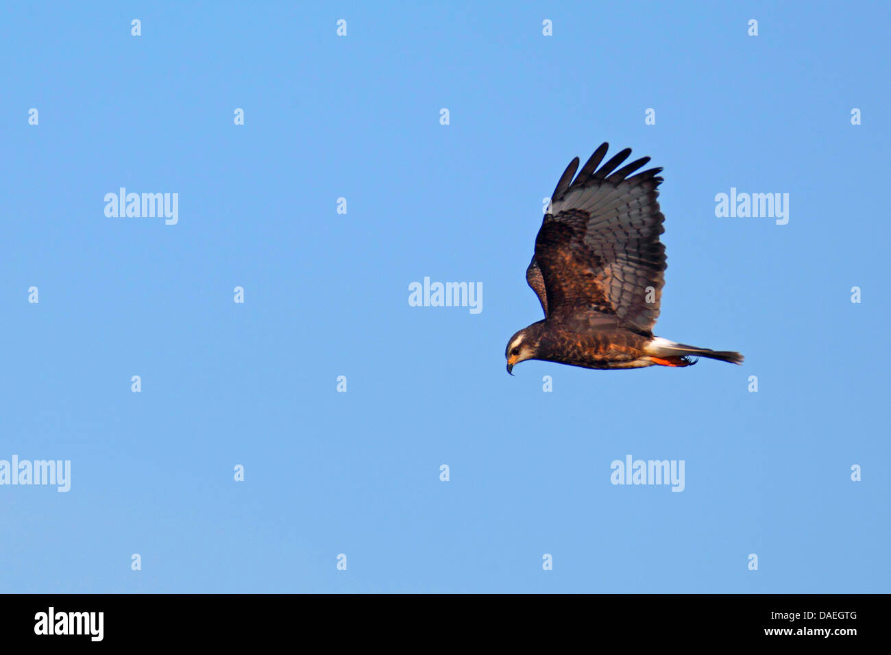 Everglade kite (Rostrhamus sociabilis), femmina volanti, STATI UNITI D'AMERICA, Florida Foto Stock