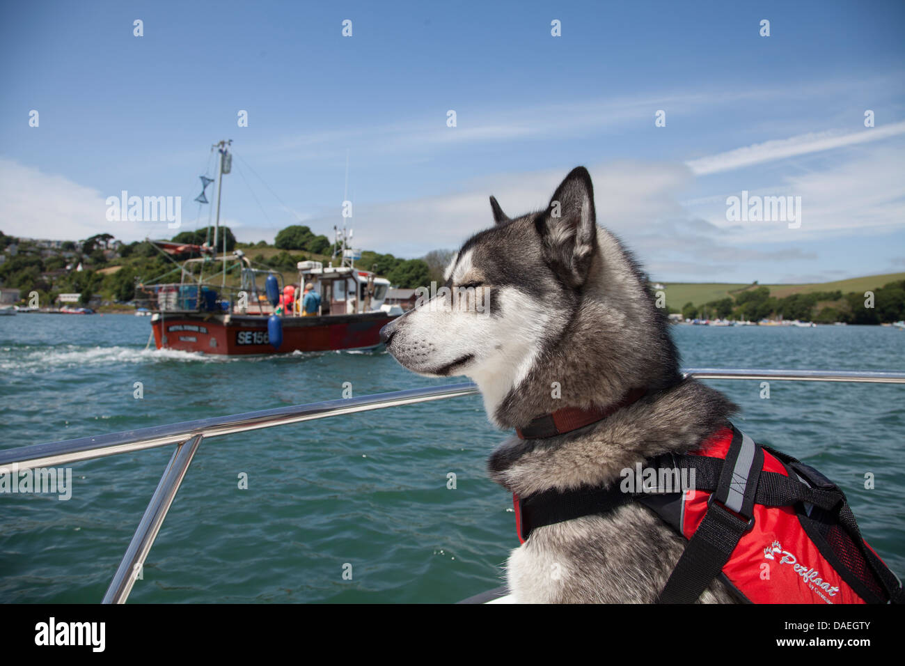 Un cane husky in un giubbotto di salvataggio su barca su una bellissima giornata di sole in estate in Salcombe Devon England Foto Stock