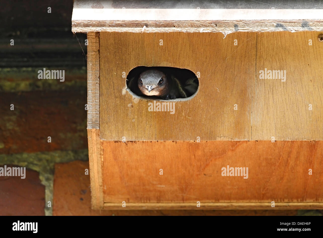 Comune (swift Apus apus) adulto in ingresso al uomo fatto scatola di nido, Norfolk, Inghilterra, Regno Unito, Europa Foto Stock