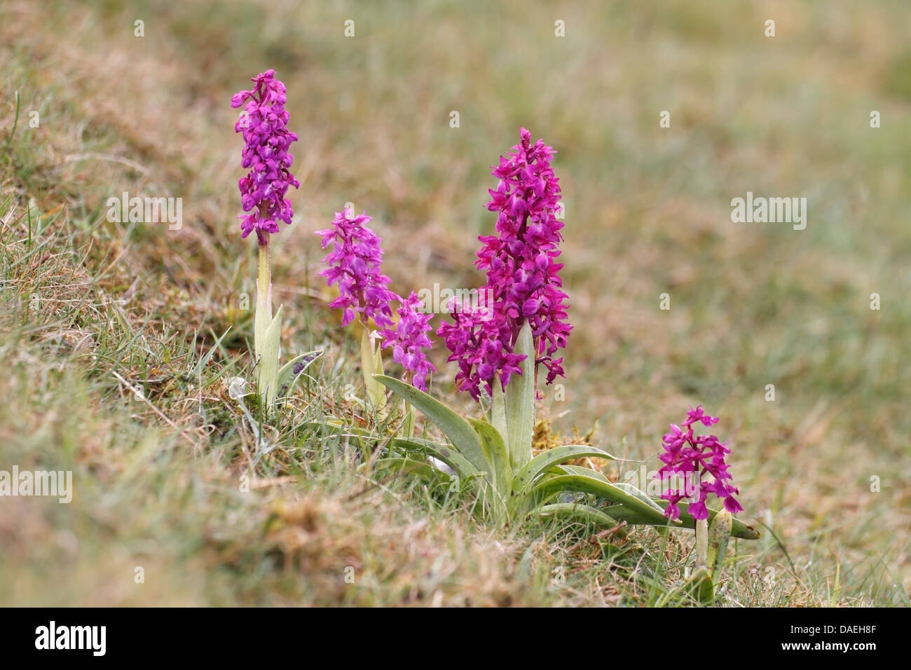 Inizio orchidea viola (Orchis mascula) gruppo di fiori sulla collina, Derbyshire, England, Regno Unito, Europa Foto Stock