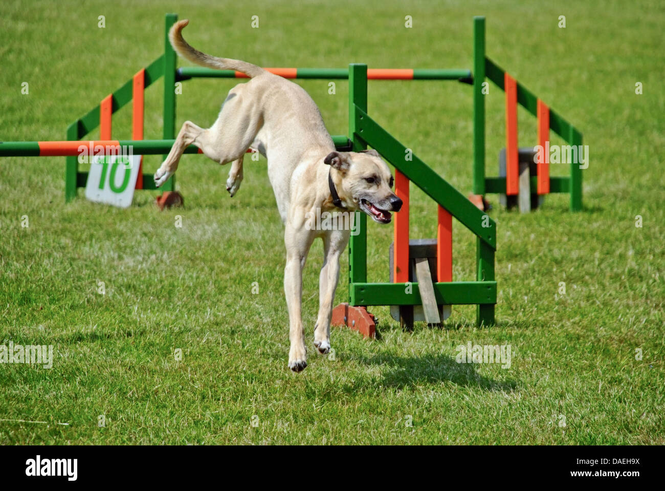 Il cane di andare oltre il salto poli ad agilità dog show Foto Stock