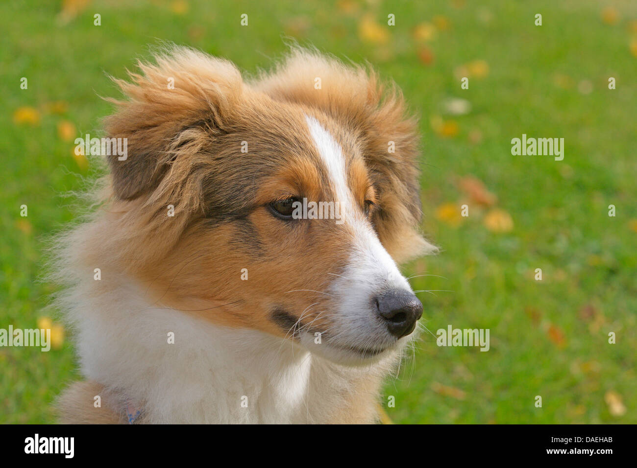 Shetland Sheepdog (Canis lupus f. familiaris), cucciolo in un prato, ritratto Foto Stock