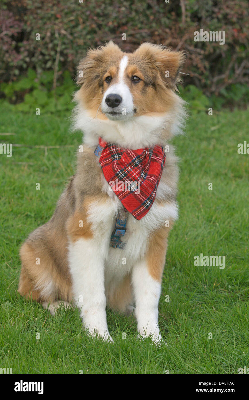 Shetland Sheepdog (Canis lupus f. familiaris), giovane Shetland Sheepdog con rosso fazzoletto a scacchi seduta in un prato Foto Stock