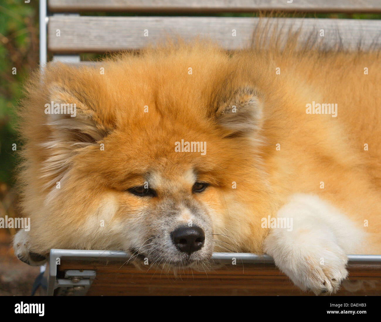 Akita Inu (Canis lupus f. familiaris), a quattro mesi di vecchio cucciolo sdraiato su una panchina nel parco Foto Stock