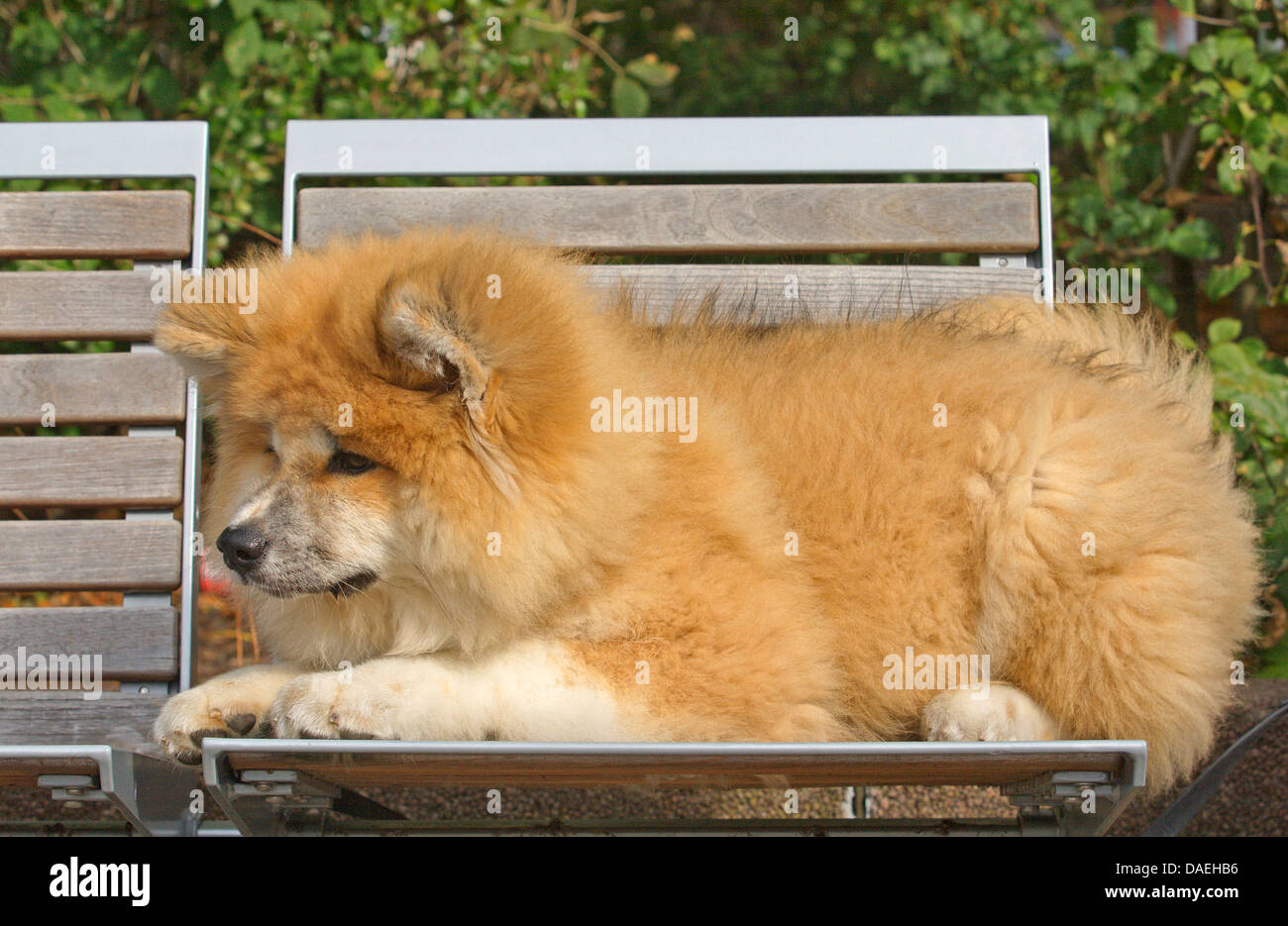 Akita Inu (Canis lupus f. familiaris), a quattro mesi di vecchio cucciolo sdraiato su una panchina nel parco Foto Stock