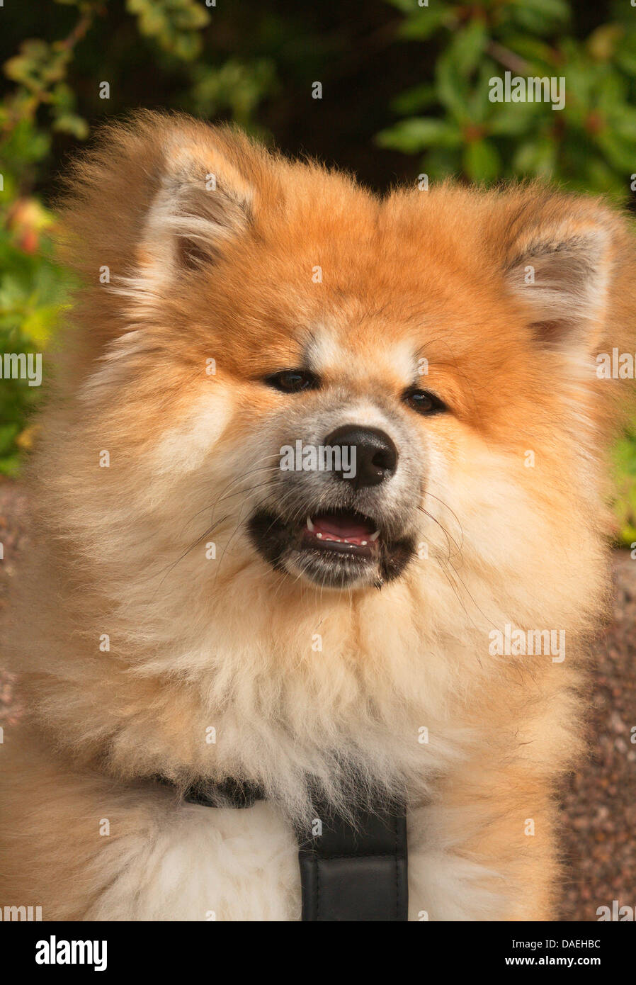 Akita Inu (Canis lupus f. familiaris), il ritratto di quattro mesi il vecchio cucciolo Foto Stock