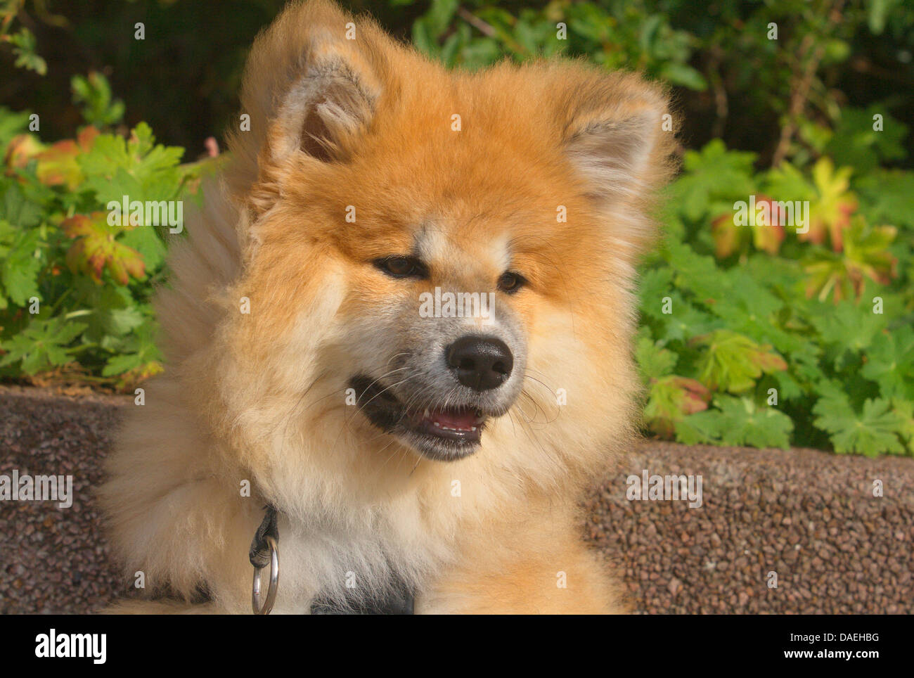 Akita Inu (Canis lupus f. familiaris), il ritratto di quattro mesi il vecchio cucciolo Foto Stock