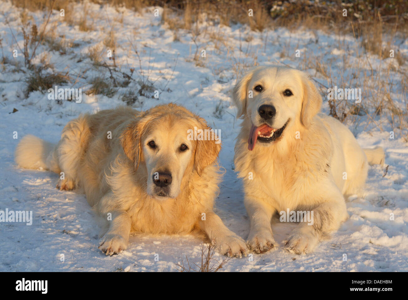 Golden Retriever (Canis lupus f. familiaris), due Golden Retriever giacente nella neve, Germania Foto Stock