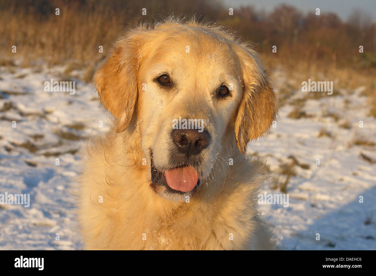 Golden Retriever (Canis lupus f. familiaris), cane maschio nella neve, ritratto, Germania Foto Stock