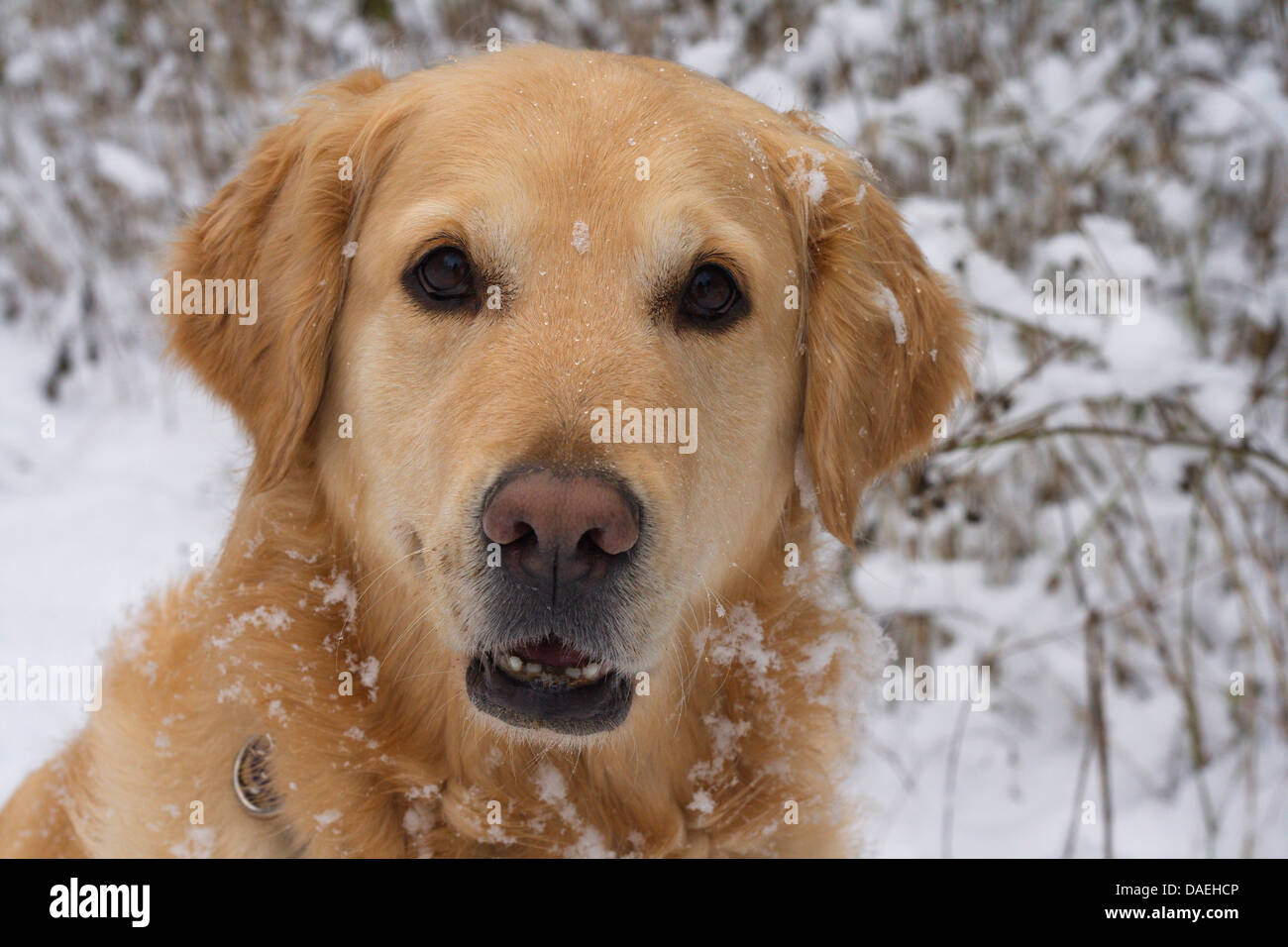 Golden Retriever (Canis lupus f. familiaris), sei anni cane maschio nella neve, ritratto, Germania Foto Stock
