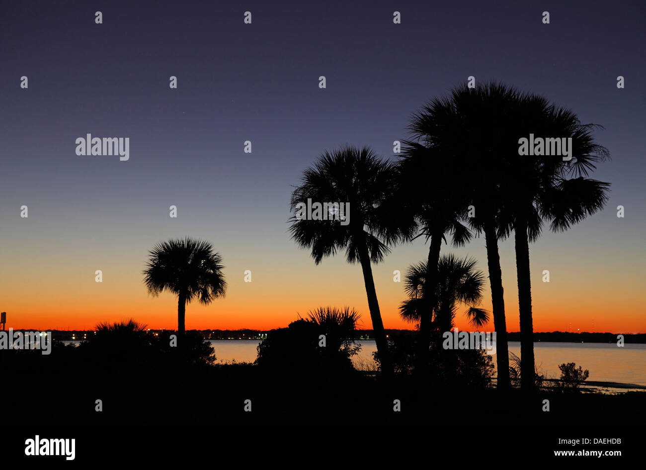 Palme in riva al mare al tramonto, STATI UNITI D'AMERICA, Florida, Merritt Island Foto Stock