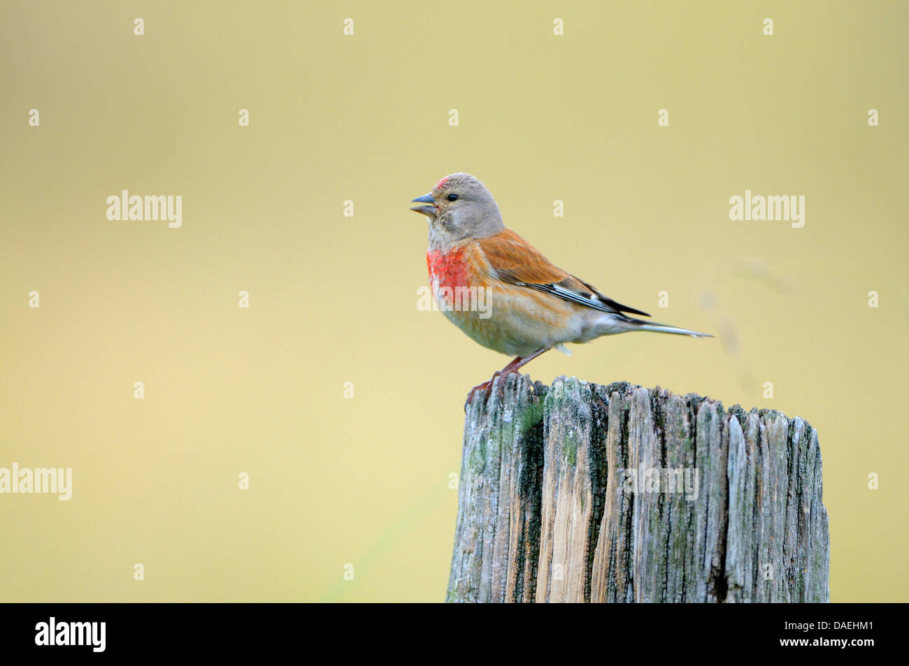 Linnet (Carduelis cannabina, Acanthis cannabina), seduto su un palo di legno, cantando, in Germania, in Renania settentrionale-Vestfalia, Dingdener Heide Foto Stock