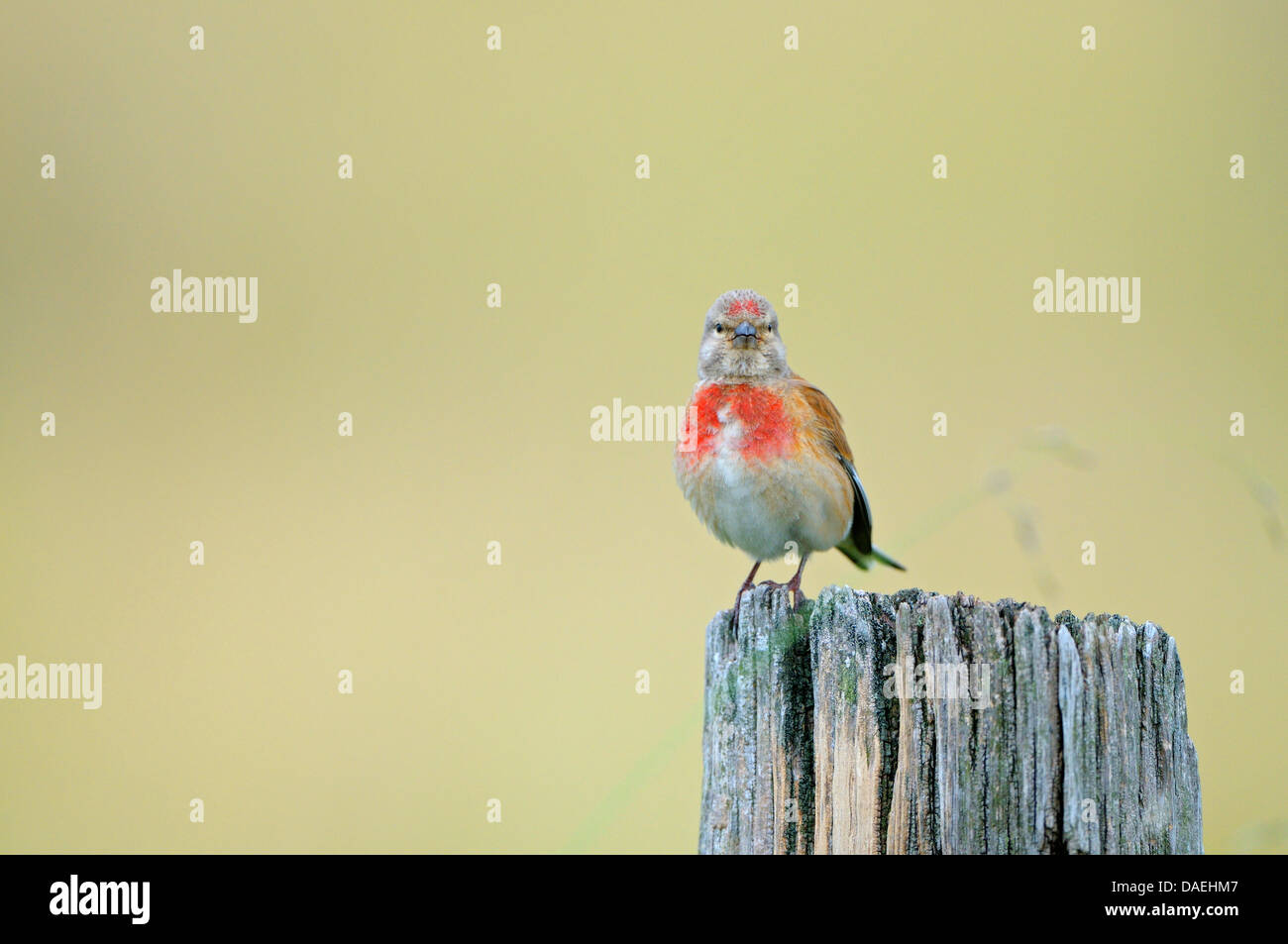Linnet (Carduelis cannabina, Acanthis cannabina), maschile seduto su un palo di legno, in Germania, in Renania settentrionale-Vestfalia, Dingdener Heide Foto Stock