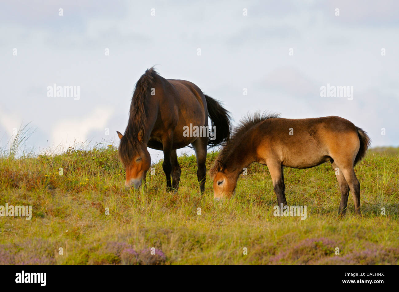Exmoor pony (Equus przewalskii f. caballus), il mare e il puledro pascolare nel prato, Paesi Bassi, Texel, Duenen von Texel Nationalpark Foto Stock