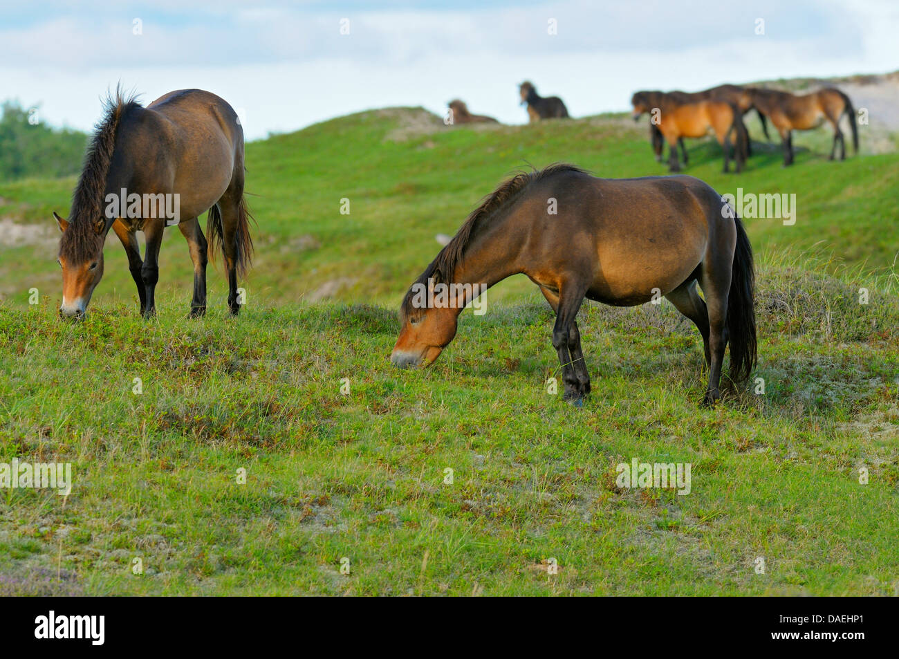 Exmoor pony (Equus przewalskii f. caballus), pascolo allevamento di cavalli nella zona di conservazione Bollekamer, Paesi Bassi, Texel, Duenen von Texel Nationalpark Foto Stock
