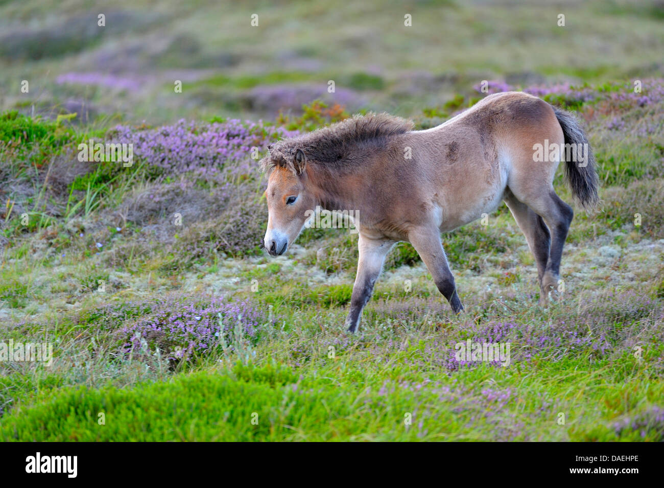 Exmoor pony (Equus przewalskii f. caballus), puledro in l'area di conservazione a fioritura heath, Paesi Bassi, Texel, Duenen von Texel Nationalpark Foto Stock