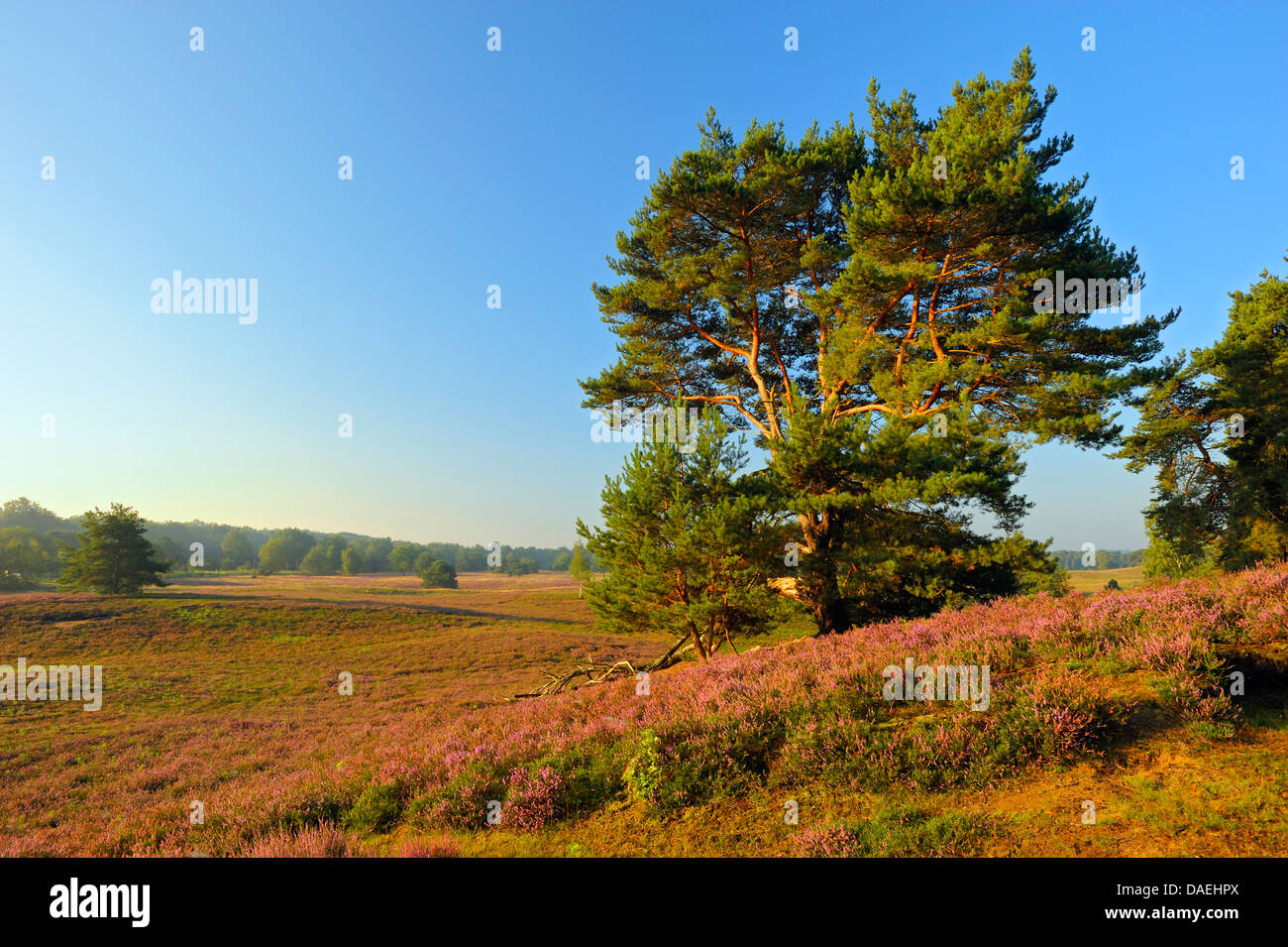 Pino silvestre, pino silvestre (Pinus sylvestris), in fioritura heath, in Germania, in Renania settentrionale-Vestfalia, Riserva Naturale Westruper Heide Foto Stock