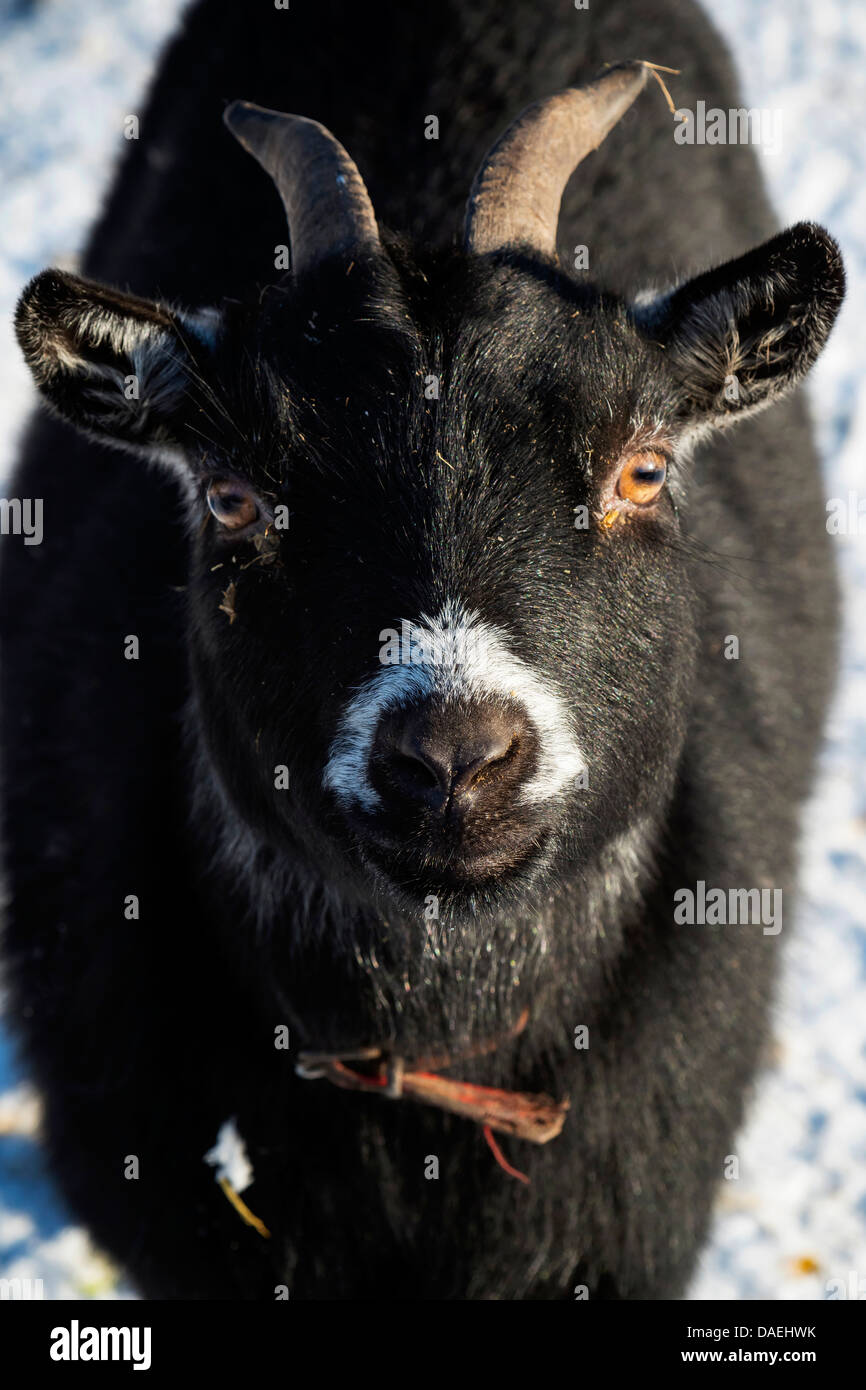 Capra domestica (Capra hircus, Capra aegagrus f. hircus), il ritratto di una capra nero nella neve, in Germania, in Renania settentrionale-Vestfalia Foto Stock