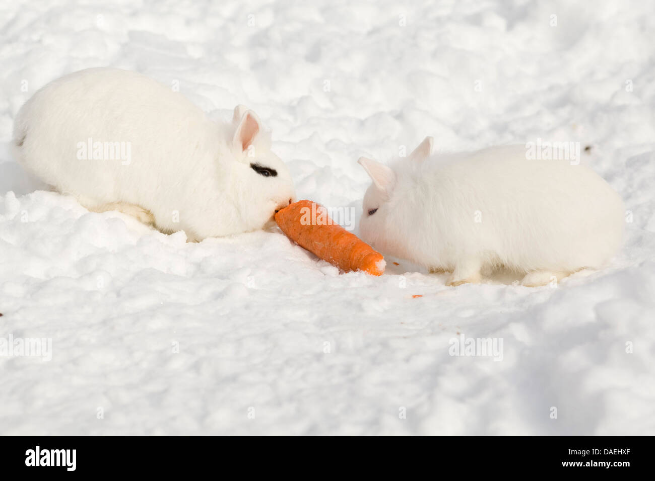 Coniglio nano (oryctolagus cuniculus f. domestica), due conigli bianchi seduta nella neve e alimentando una carota Foto Stock