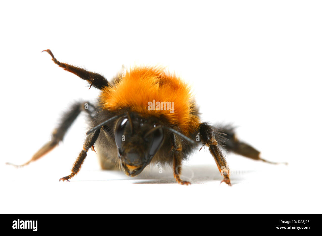 La danza aerobica Bumble Bee isolati su sfondo bianco Foto Stock