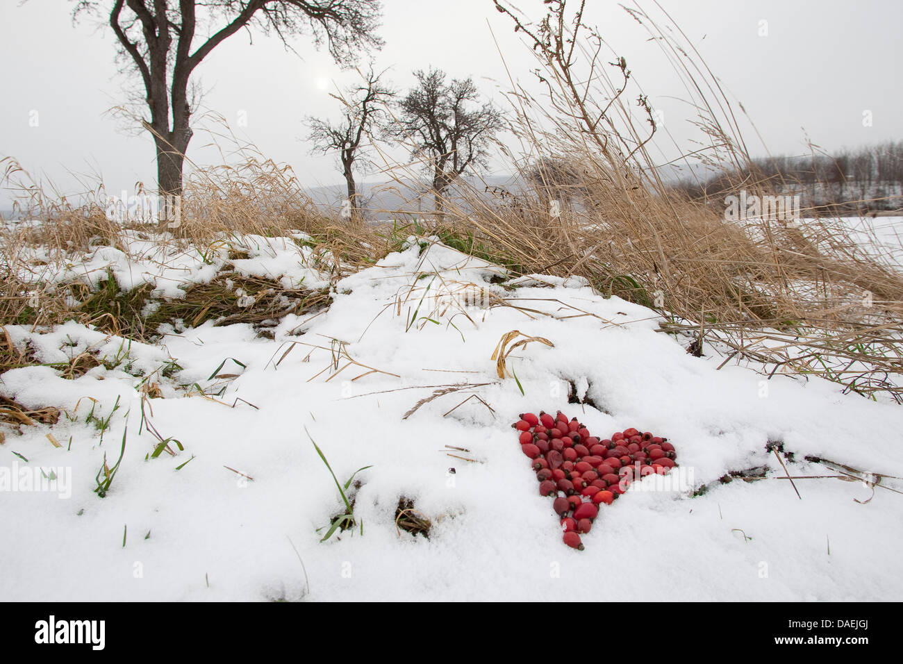 Cuore del red rose hips giacente nella neve come arte natura, Germania Foto Stock