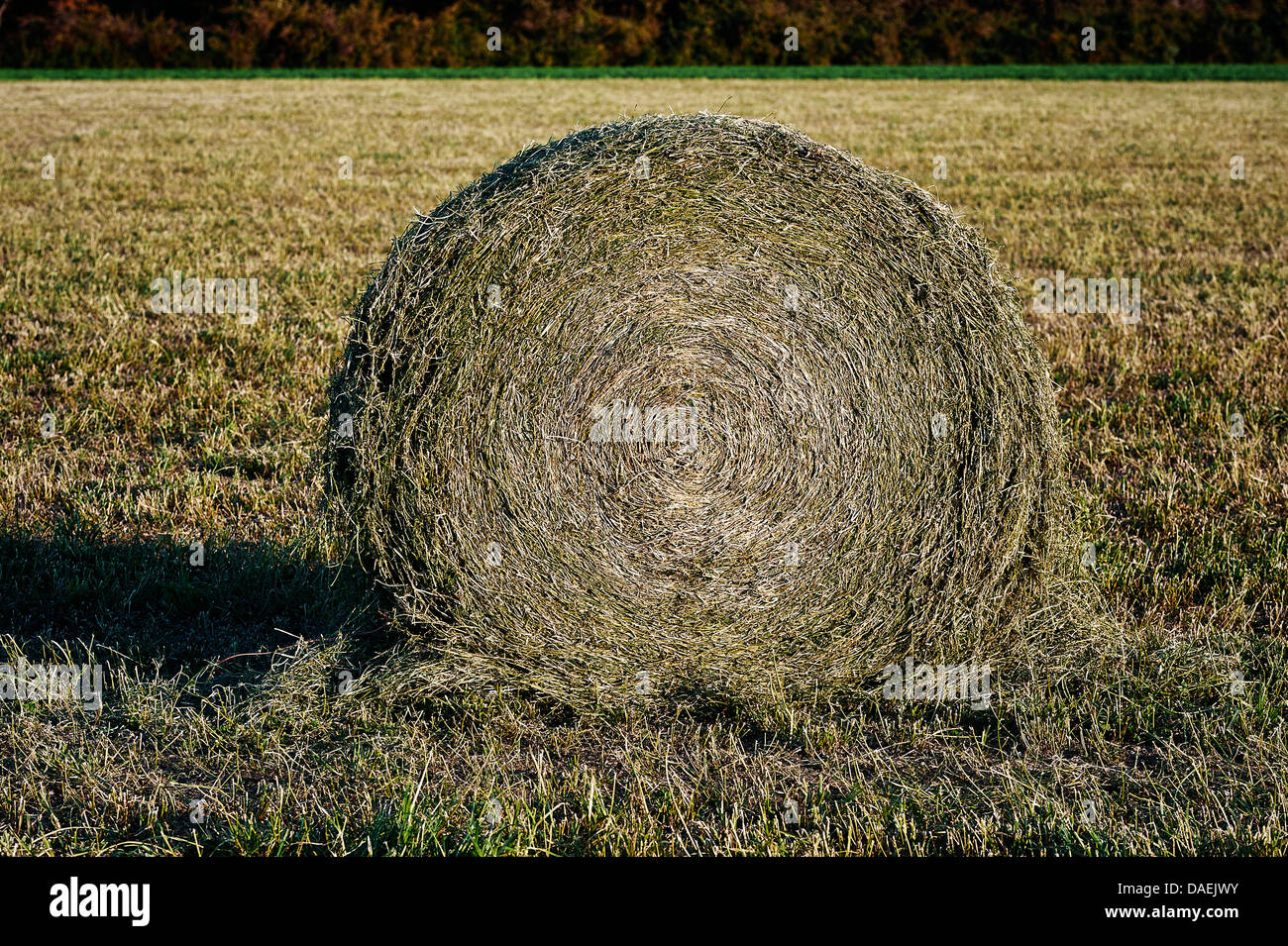 Round della balla di fieno sul campo di fattoria. Foto Stock