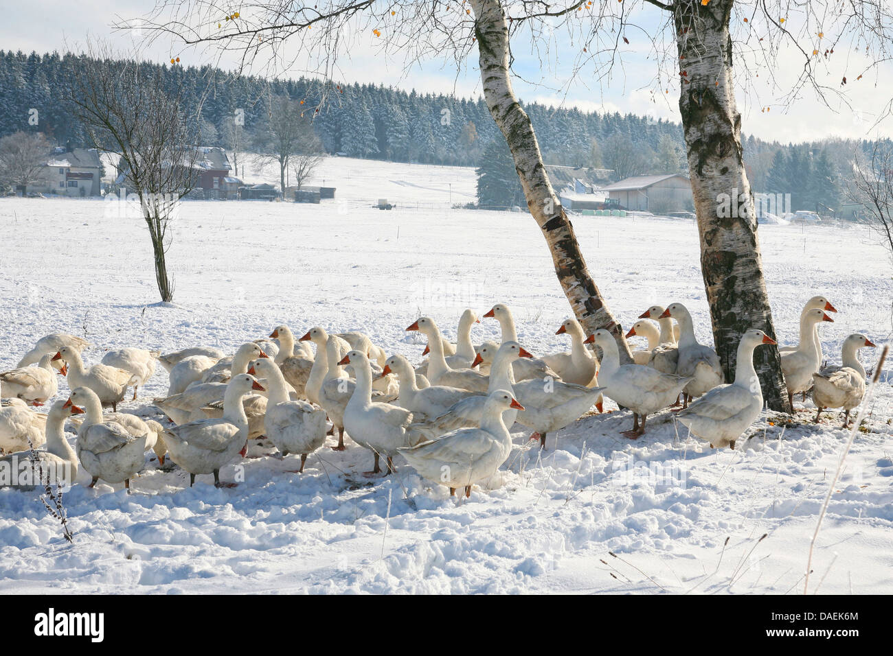 Oca domestica (Anser anser f. domestica), branco di oche nel paesaggio invernale, in Germania, in Sassonia, Vogtland, Muldenhammer Foto Stock