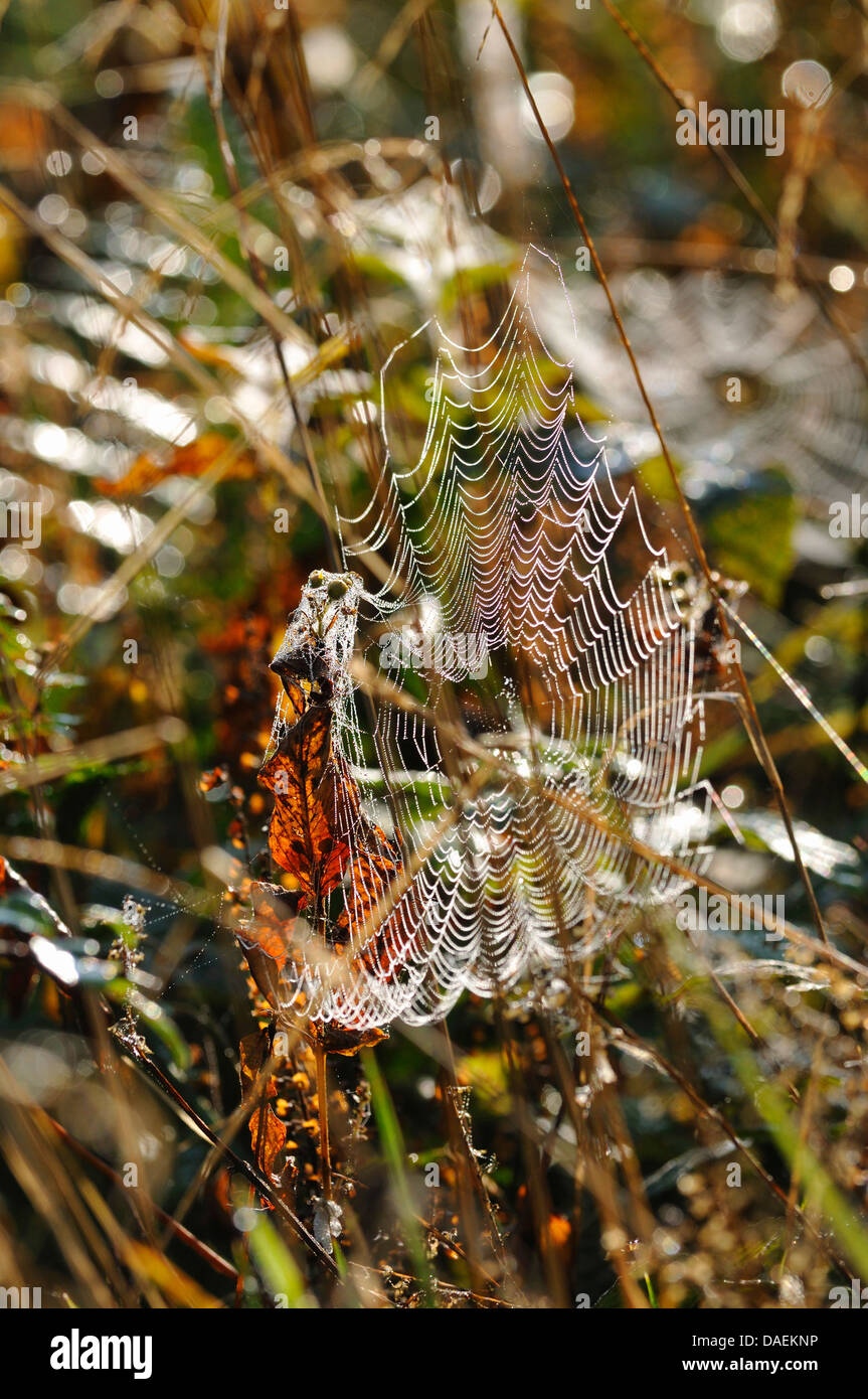 Orbweavers (angolata &AMP; roundshouldered orbweavers) (Araneus spec.), spider web coperto con rugiada di mattina, Germania Foto Stock