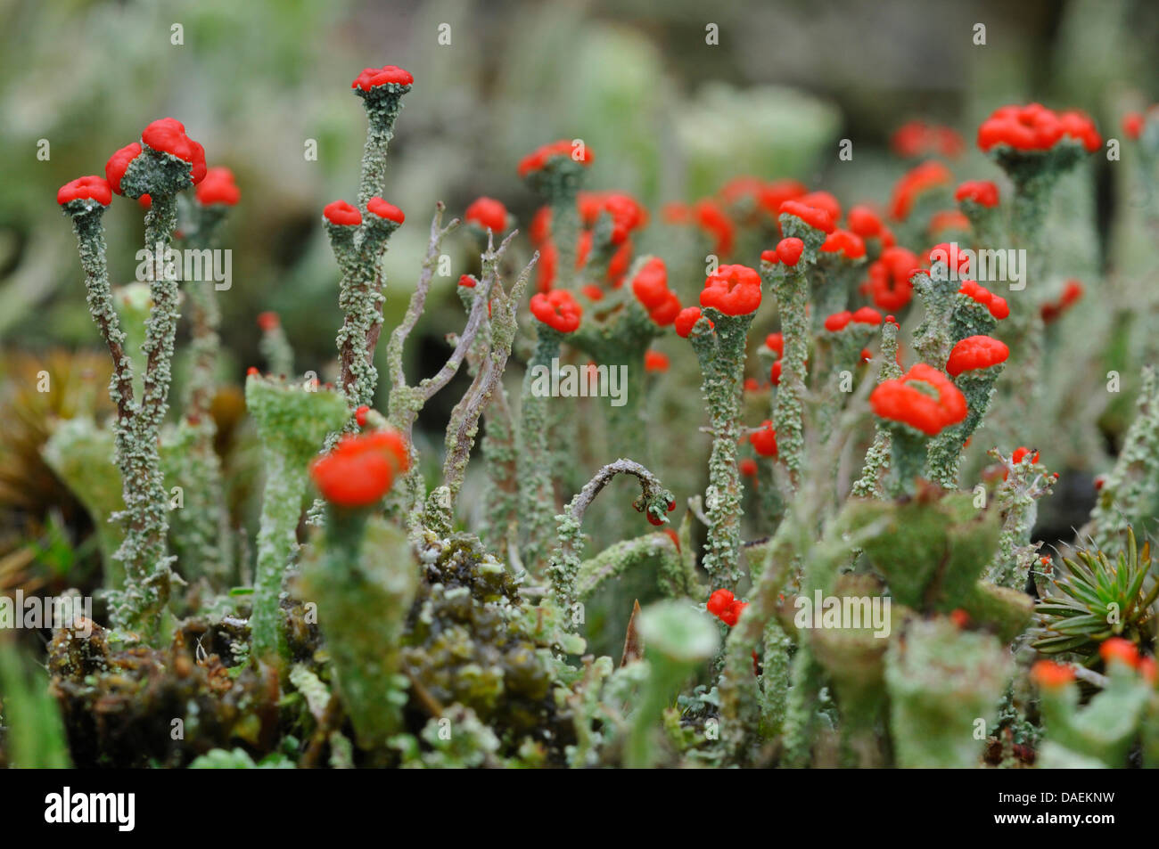 Cladoniaa (Cladonia coccifera), con il rosso apothecia, Germania Foto Stock