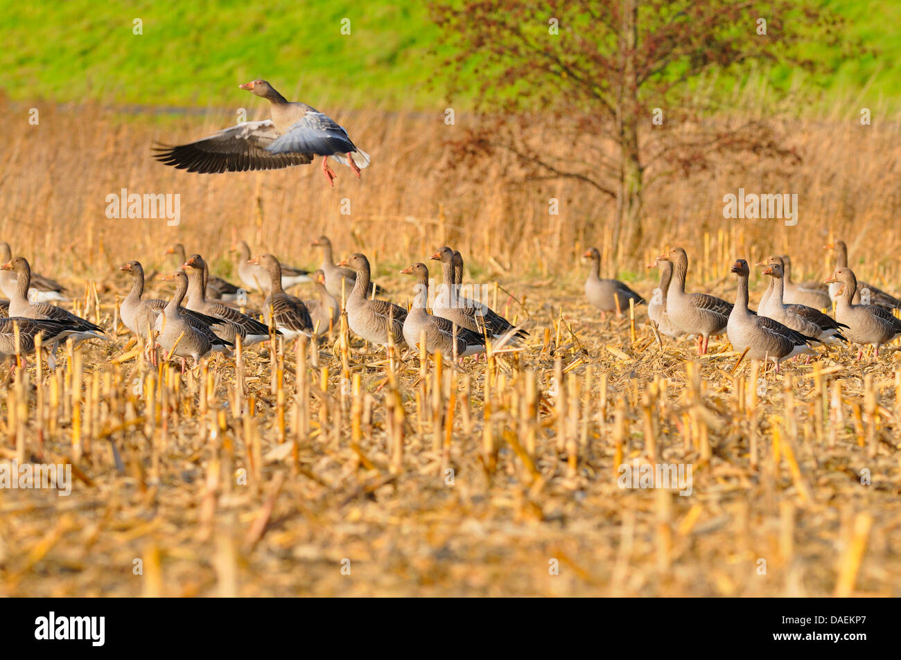 Graylag goose (Anser anser), gregge su un campo di stoppie, Germania Foto Stock