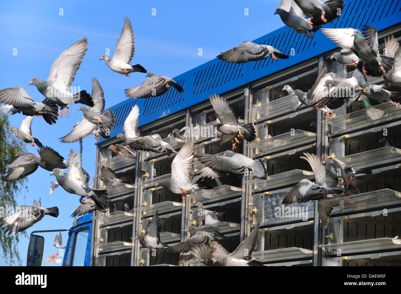 Il piccione domestico (Columba livia f. domestica), mass start dei piccioni viaggiatori, Germania Foto Stock