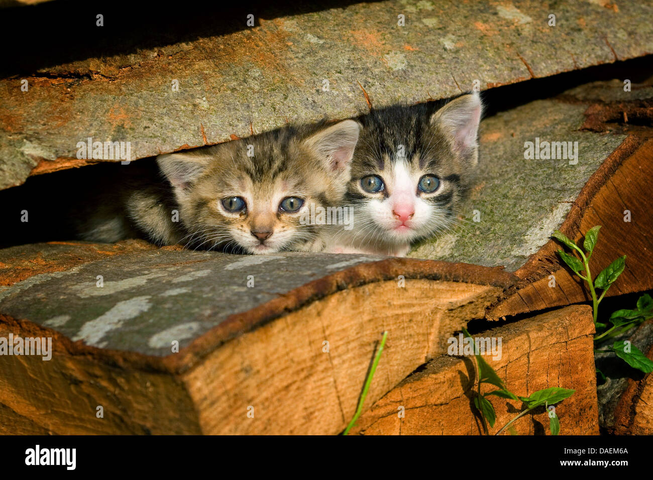 Il gatto domestico, il gatto di casa (Felis silvestris f. catus), due kitties guardando fuori della pila di legno, Germania Foto Stock