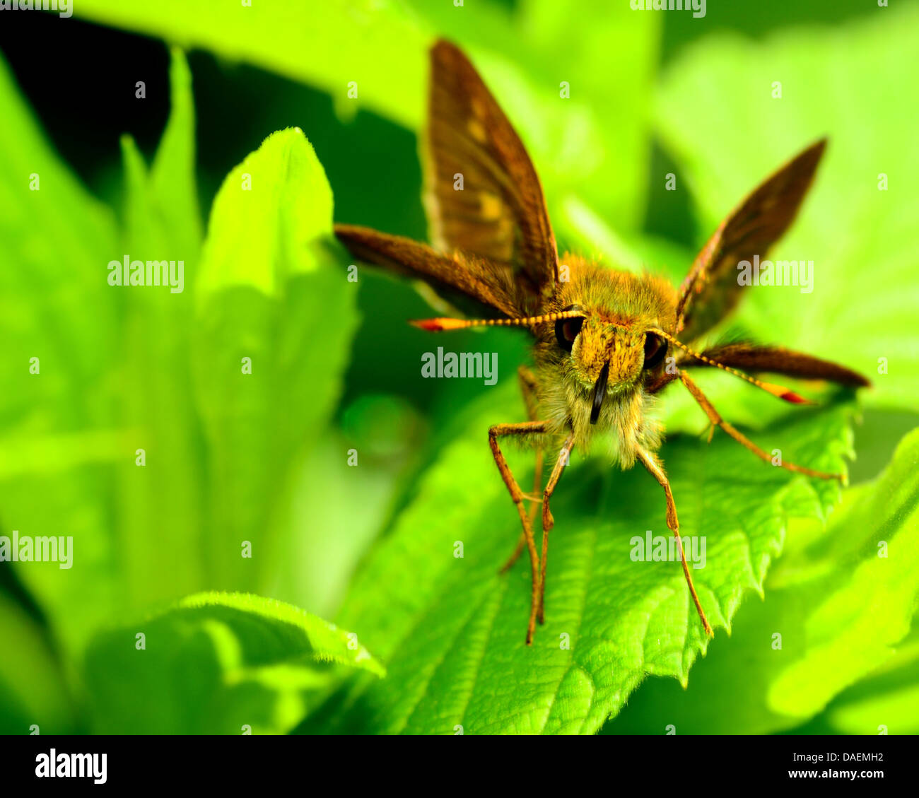 Skipper Butterfly arroccato su una pianta a foglia. Foto Stock