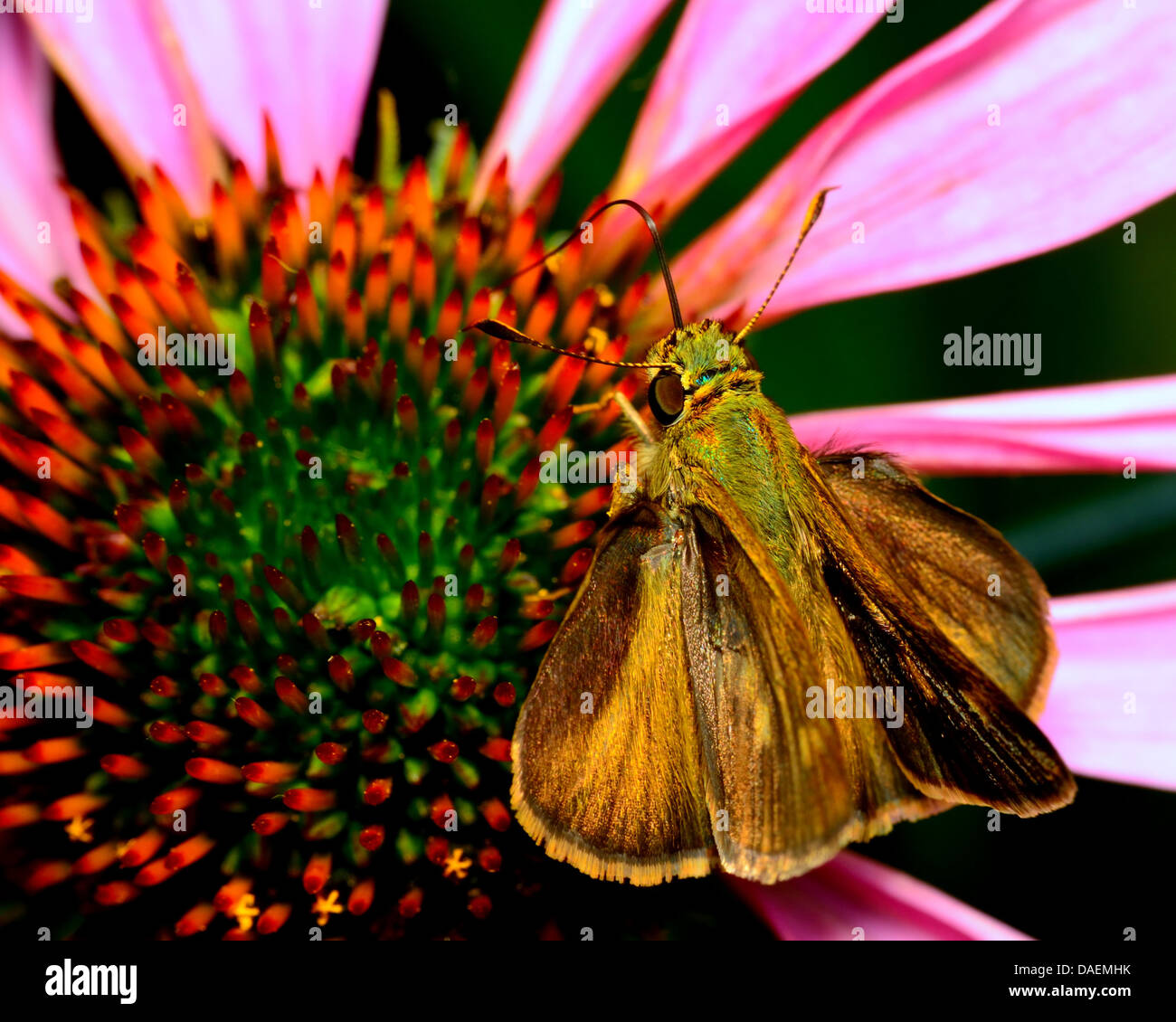 Skipper Butterfly arroccato su di un fiore per raccogliere il polline. Foto Stock