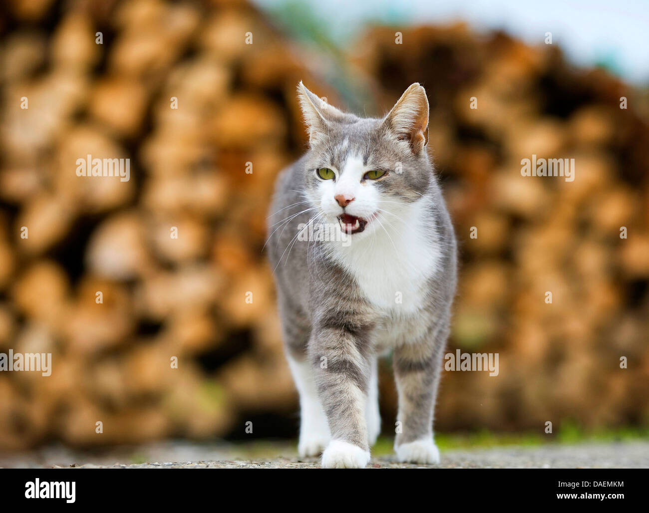Il gatto domestico, il gatto di casa (Felis silvestris f. catus), a strisce grigio cat meowing davanti a woodpile, Germania Foto Stock