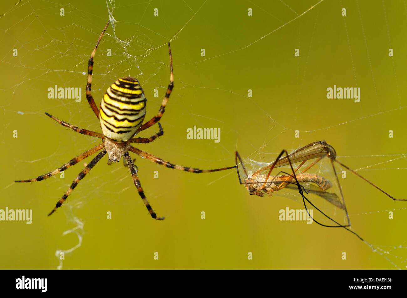 Giallo e nero, argiope giallo e nero garden spider (Argiope bruennichi), seduto nel suo web con un catturato cranefly, Germania Foto Stock