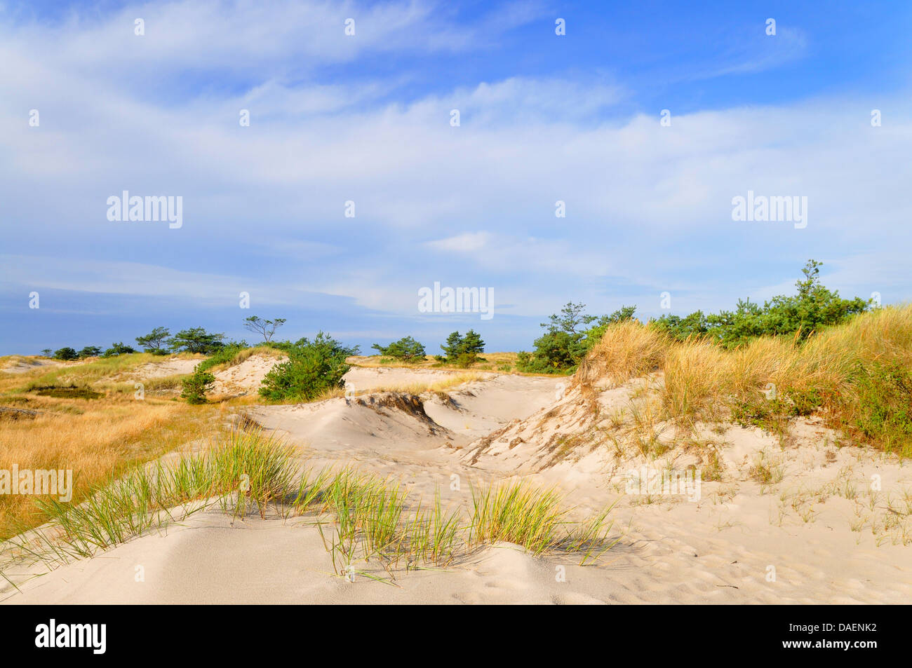 Paesaggio di dune presso il Mar Baltico, Germania, Meclemburgo-Pomerania, Western Pomerania Area Laguna Parco Nazionale Foto Stock