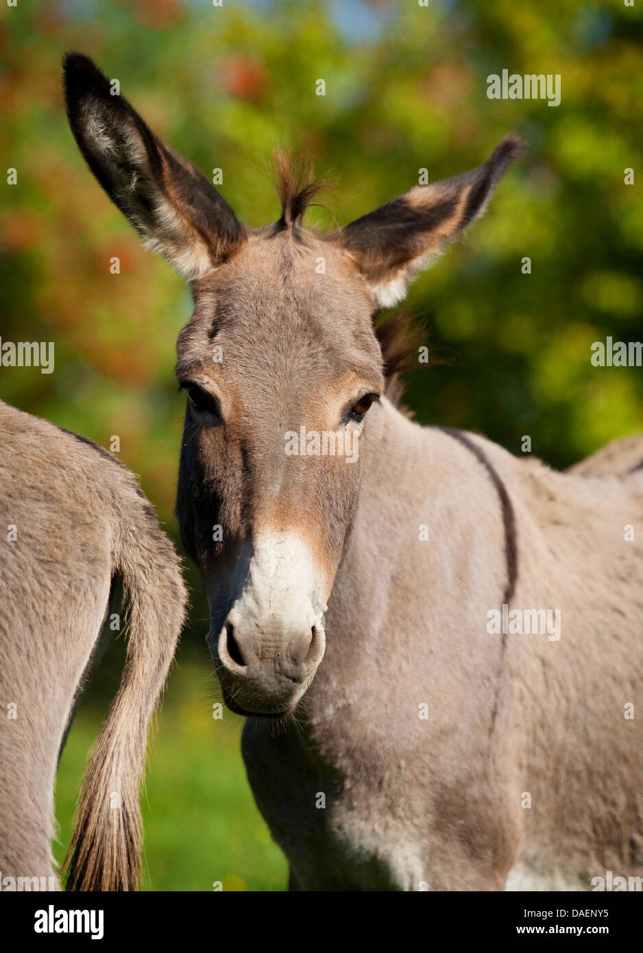 Asino domestico (Equus asinus f. asinus), ritratto, Germania Foto Stock