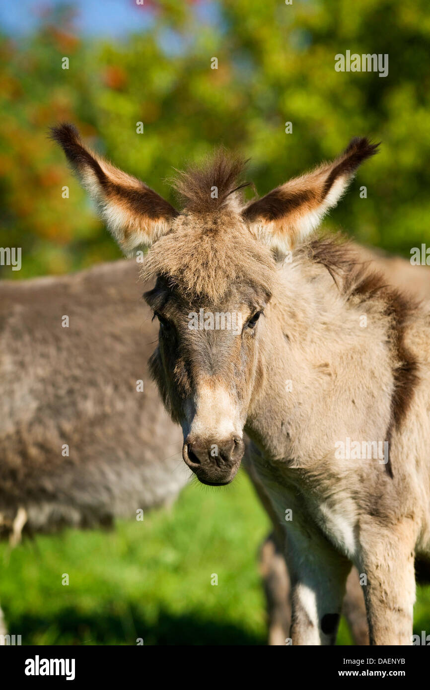 Asino domestico (Equus asinus f. asinus), il ritratto di un puledro , Germania Foto Stock