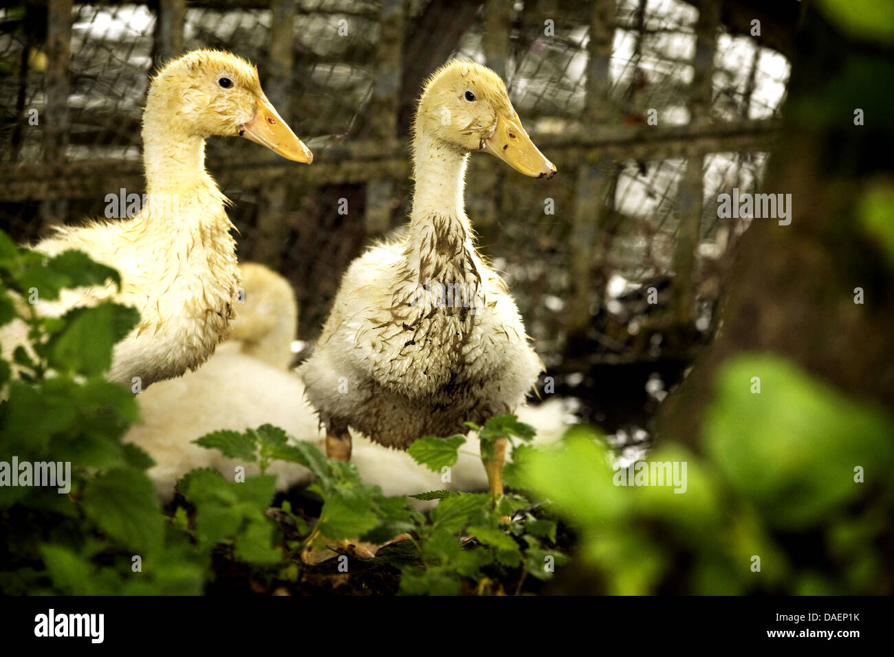 Anatra domestica (Anas platyrhynchos f. domestica), gruppo di pulcini di anatra comming fuori dell'acqua , Germania Foto Stock