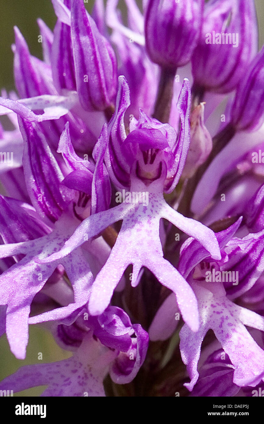 Italian orchid immagini e fotografie stock ad alta risoluzione - Alamy