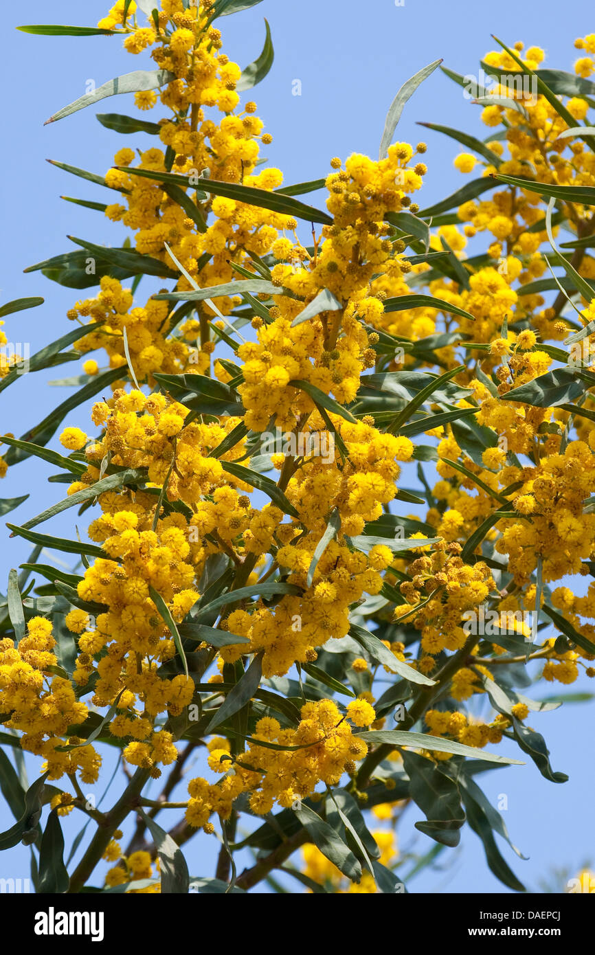 Coojong, Golden Wreath, graticcio graticcio arancione, blu-leafed bargiglio, Western Australian golden bargiglio, Port Jackson willow (Acacia saligna), fioritura Foto Stock